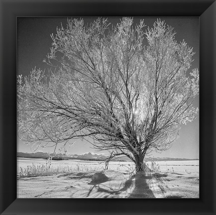 Framed Lone Ice Tree (BW) Print