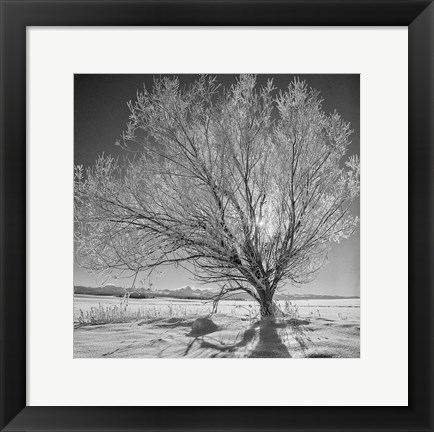 Framed Lone Ice Tree (BW) Print