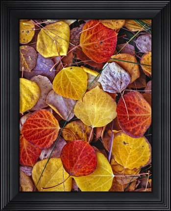 Framed Fallen Autumn Leaves Print