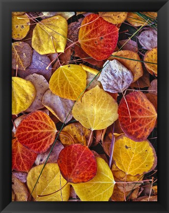 Framed Fallen Autumn Leaves Print