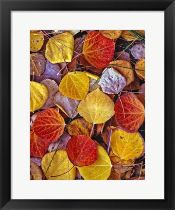 Framed Fallen Autumn Leaves Print