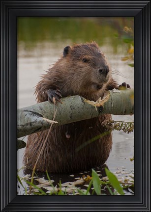 Framed North American Beaver Gnawing Through An Aspen Print