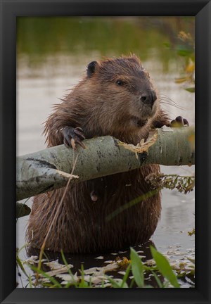 Framed North American Beaver Gnawing Through An Aspen Print