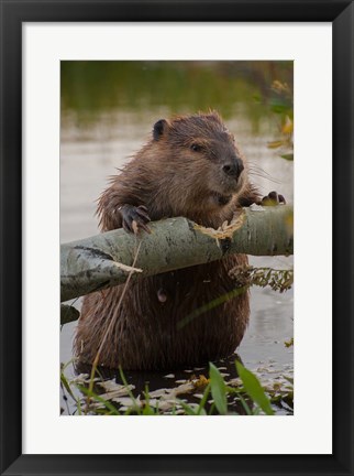 Framed North American Beaver Gnawing Through An Aspen Print