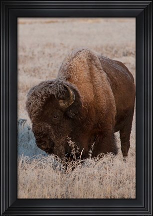 Framed American Bison On A Frosty Morning Print