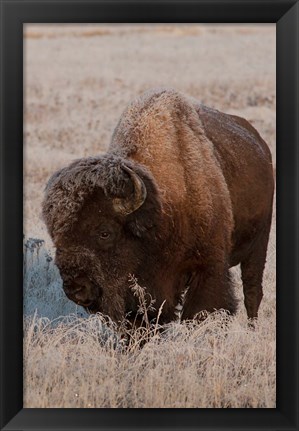 Framed American Bison On A Frosty Morning Print