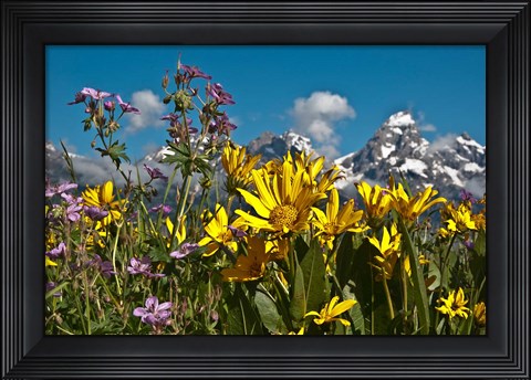 Framed Mule&#39;s Ear And Sticky Geraniumm Wyoming Print