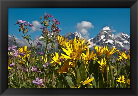 Framed Mule&#39;s Ear And Sticky Geraniumm Wyoming Print