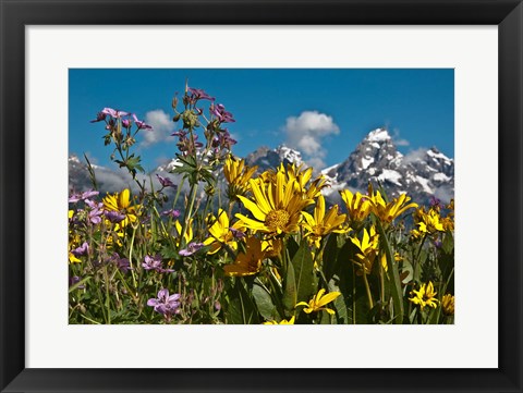 Framed Mule&#39;s Ear And Sticky Geraniumm Wyoming Print