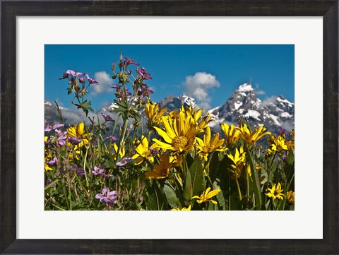Framed Mule&#39;s Ear And Sticky Geraniumm Wyoming Print