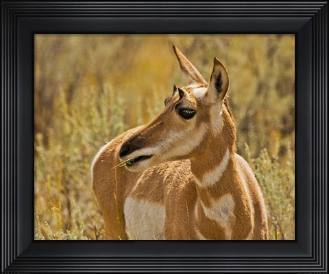 Framed Close-Up Of A Pronghorn Print