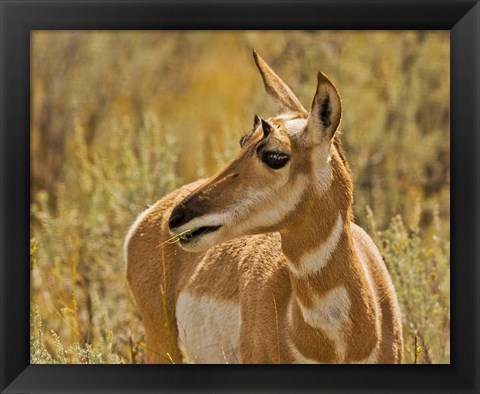 Framed Close-Up Of A Pronghorn Print