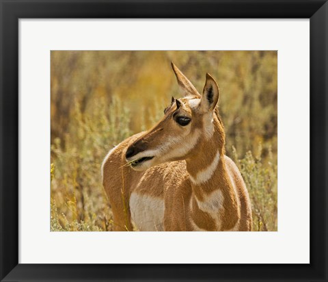 Framed Close-Up Of A Pronghorn Print