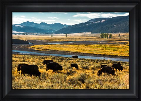 Framed Bison Herd Feeding, Lamar River Valley, Yellowstone National Park Print