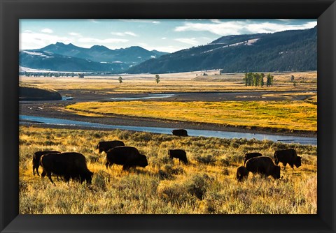 Framed Bison Herd Feeding, Lamar River Valley, Yellowstone National Park Print