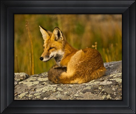 Framed Red Fox Resting, Yellowstone National Park, Wyoming Print