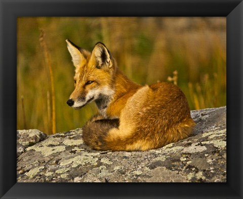 Framed Red Fox Resting, Yellowstone National Park, Wyoming Print