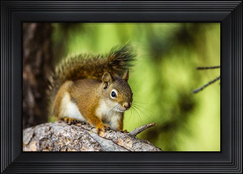 Framed Red Tree Squirrel Posing On A Branch Print