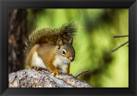 Framed Red Tree Squirrel Posing On A Branch Print