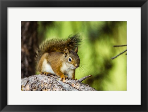 Framed Red Tree Squirrel Posing On A Branch Print