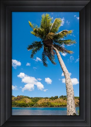 Framed Umatac Bay Palm Tree, Guam Print