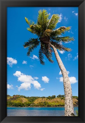 Framed Umatac Bay Palm Tree, Guam Print