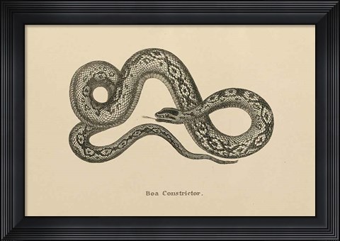 Framed Vintage Boa Constrictor Print