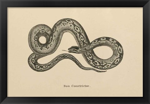 Framed Vintage Boa Constrictor Print