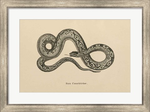 Framed Vintage Boa Constrictor Print