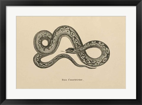 Framed Vintage Boa Constrictor Print