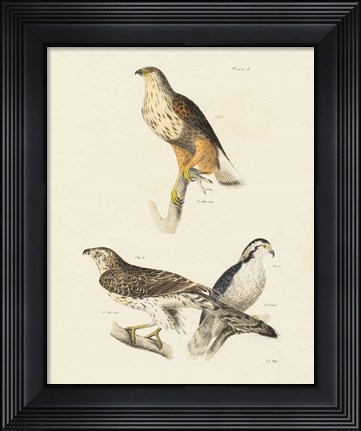 Framed Birds of Prey II Print