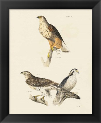 Framed Birds of Prey II Print