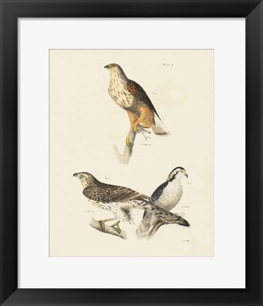 Framed Birds of Prey II Print