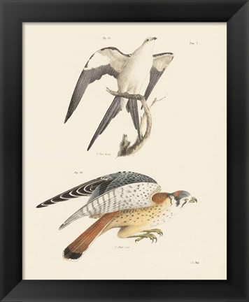 Framed Birds of Prey I Print