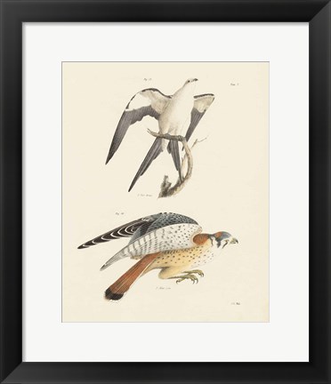 Framed Birds of Prey I Print