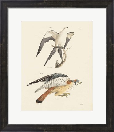 Framed Birds of Prey I Print
