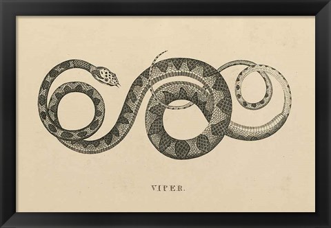 Framed Vintage Viper Print