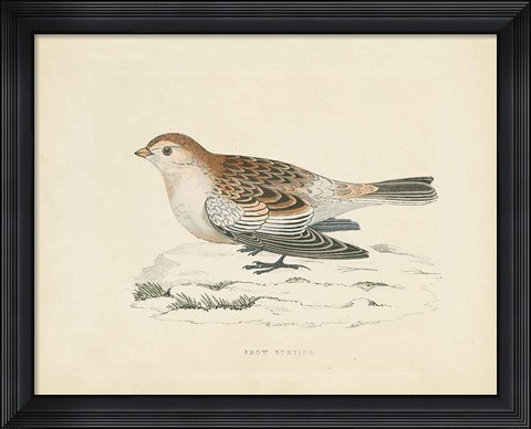 Framed Snow Bunting Print Print