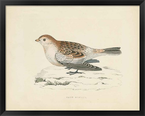 Framed Snow Bunting Print Print