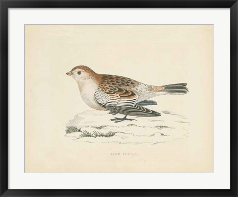 Framed Snow Bunting Print Print