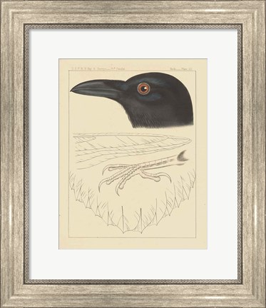 Framed Bird Prints II Print