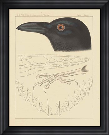 Framed Bird Prints II Print