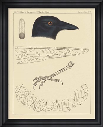 Framed Bird Prints I Print