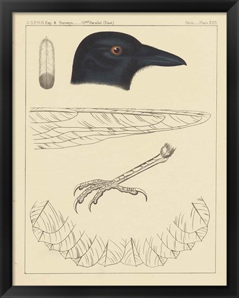 Framed Bird Prints I Print