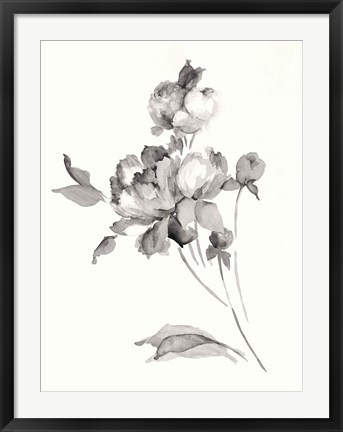 Framed Peony Blossoms Gray Print