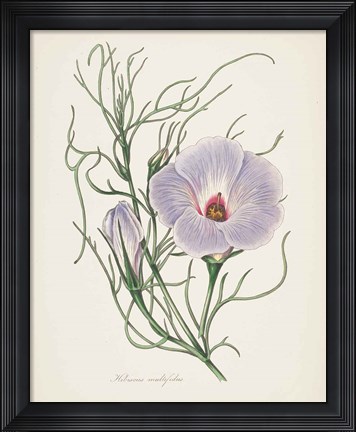 Framed Antique Botanical XXX Cream Print