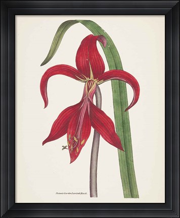 Framed Antique Botanical XIV Cream Print