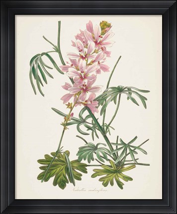 Framed Antique Botanical LVII Cream Print