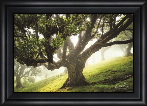 Framed King of the Forest Print