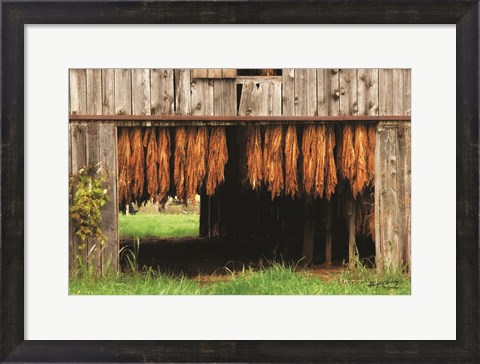 Framed Tobacco Barn Print